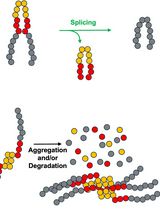 基于Intein的生物传感器用于体内蛋白稳定性监测