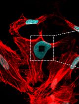 利用三功能连接子标记的鬼笔环肽结合扩增显微术可视化F-Actin