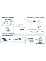 Rapid Plasmid-Free Generation of Recombinant Positive-Strand RNA Viruses That Use IRES-Mediated Translation Using an Expansion of the Circular Polymerase Extension Reaction (CPER)
