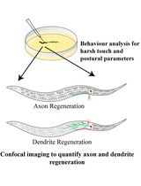 Analysis and Quantification of Functional Regeneration of Dendrite and Axon of PVD Neuron After Laser Injury in Caenorhabditis elegans