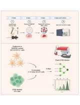 In Vitro Bone Marrow–Derived Dendritic Cells (BMDC) Generation for Antigen Presentation Assay