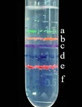 A Miniaturized Percoll Gradient Method for Isolation of Quiescent Cells of Yeast