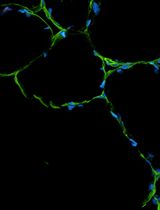 An Integrated Workflow for Three-Dimensional Visualization of Human Skeletal Muscle Stem Cell Nuclei