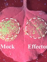 Workflow for a Functional Assay of Candidate Effectors From Phytopathogens Using a TMV-GFP-based System