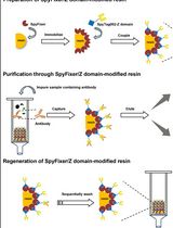 Antibody Purification Using Spy Chemistry
