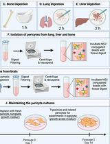 Isolation and Culture of Primary Pericytes from Mouse