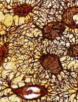 A Novel Optimized Silver Nitrate Staining Method for Visualizing and Quantifying the Osteocyte Lacuno-Canalicular System (LCS)