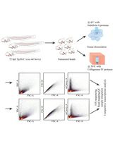 用于保存肌腱成纤维细胞转录组的低温活性蛋白酶组织解离方法