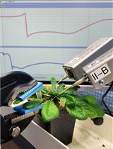 A Detailed Guide to Recording and Analyzing Arabidopsis thaliana Leaf Surface Potential Dynamics Elicited by Mechanical Wounding