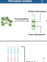 Assessing Metabolite Interactions With Chloroplastic Proteins via the PISA Assay