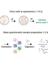 Proteome Birthdating: A Single-Sample Approach for Measuring Global Turnover Dynamics and &ldquo;Protein Age&rdquo;