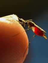 从种群建立到高效繁育及感染间日疟原虫：达林按蚊与迪恩按蚊的疟疾研究平台