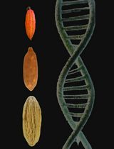 Optimized Protocol for DNA Extraction in Three Theobroma Species