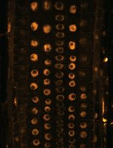 Near-Infrared Autofluorescence Imaging of Nuclei in Living Plant Roots