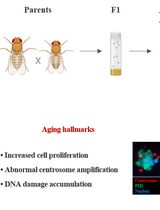 Measuring Anti-aging Effects in Drosophila