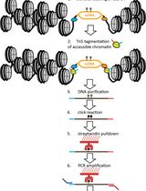 Mapping the Simultaneously Accessible and ssDNA-Containing Genome With KAS-ATAC Sequencing