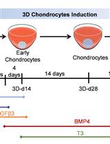 A Cartilaginous Organoid System Derived From Human Expanded Pluripotent Stem Cells (hEPSCs)