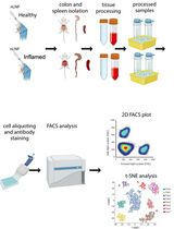Tracking Oral Nanoparticle Uptake in Mouse Gastrointestinal Tract by Fluorescent Labeling and t-SNE Flow Cytometry