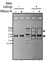 RNA PolyA Tailing Assay to Qualitatively Analyze Circular RNA Manufacturing