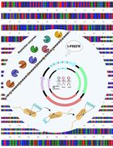 I-PREFR: Inverse PCR-Based Restriction Enzyme FRee Unidirectional Strategy for Rapid Markerless Chromosomal Gene Deletion and Reconstitution in Bacteria Using Suicide Vectors