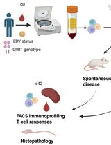 用于多发性硬化研究的PBMC人源化小鼠模型：聚焦免疫变化与中枢神经系统受累