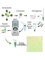 Rapid Miniprep of Intact Chloroplasts from Arabidopsis thaliana Leaves