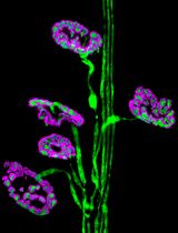 小鼠后足肌肉的解剖与整体免疫荧光染色：用于神经肌肉接头分析