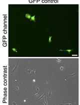 Correction Notice: An Efficient Method for Immortalizing Mouse Embryonic Fibroblasts by CRISPR-Mediated Deletion of the Tp53 Gene