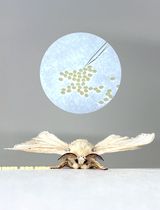 Egg Microinjection for the Silkworm Bombyx mori