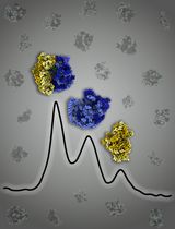 <em>Mycobacterium smegmatis</em> Ribosome Purification, Co-sedimentation, and Subunit Association Assay