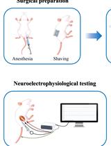 Electrophysiological Evaluation of a Sciatic Nerve Degree III Injury Model in Rats