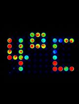 利用单片叶片高通量筛选影响拟南芥低温调控基因表达的化合物