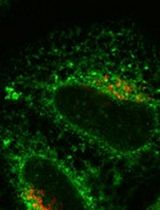 Synchronized Visualization and Analysis of Intracellular Trafficking and Maturation of Orthoflavivirus Subviral Particles