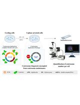 中心粒稳定性检测：研究果蝇培养细胞中中心体结构维持机制的方法