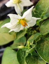 Identification of S-locus F-box Protein Sequences in Diploid Potato, Solanum okadae, via Degenerate PCR