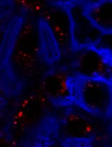 In-house Fabrication of Nanoplastics of Tunable Composition and Application: Assessment of Bioelectric Changes in Primary Rat Lung Alveolar Epithelial Cell Monolayers Exposed to Nanoplastics