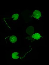 Silencing Arbuscular Mycorrhizal Fungal Gene Using Chitosan Nanoparticle-Mediated dsRNA Delivery System