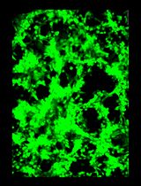 General Maintenance and Reactivation of iSLK Cell Lines