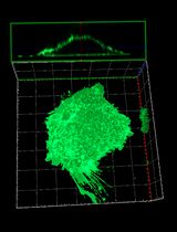 利用GFP报告蛋白在活细胞中成像PI(4,5)P₂