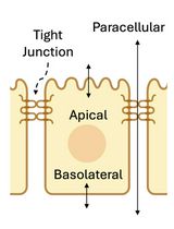 Method for Extracellular Electrochemical Impedance Spectroscopy on Epithelial Cell Monolayers