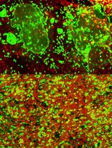 Murine Osteoblast and Osteoclast Co-culture on Demineralized Bone Paper for Bone Remodeling
