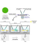 Local Iontophoretic Application for Pharmacological Induction of Long-Term Synaptic Depression
