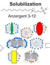 Expression and Purification of the Human Voltage-Gated Proton Channel (hH<sub>v</sub>1)