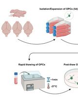 大规模制备的大鼠少突胶质前体细胞的冻存方法