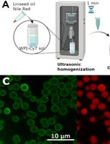 Protocol of Whey Protein Isolate–Based Microgel Targeted Delivery in Mouse Kidney