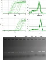 用于骨关节炎研究的微量豚鼠软骨和滑膜RNA优化提取方法