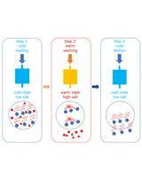 A Novel Protein Purification Approach Using Elastin-Like Polypeptides (ELP) With His-Tag Assistance