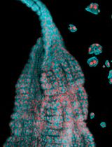 Optimized Midgut Tissue Dissociation of Mosquitoes and Sandflies for High-Quality Single-Cell RNA Sequencing