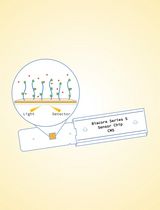 利用表面等离子体共振技术检测莢膜多糖(CPS)与KpACE的相互作用