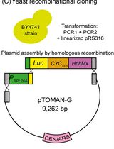 High-Throughput Indirect Monitoring of TORC1 Activation Using the pTOMAN-G Plasmid in Yeast